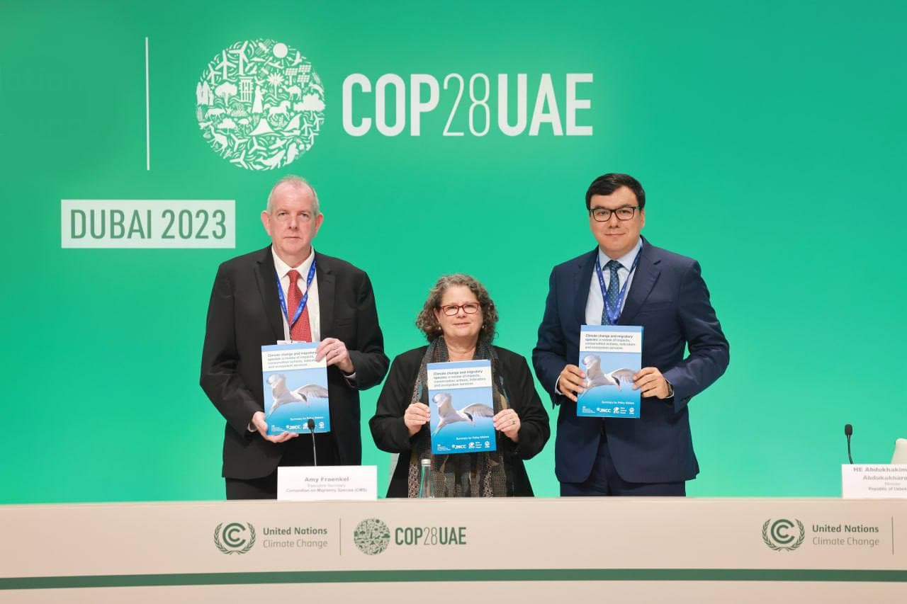 COP28: iqlim o‘zgarishi yovvoyi hayvonlarning ko'chib yuruvchi turlariga salbiy ta’sir ko‘rsatmoqda